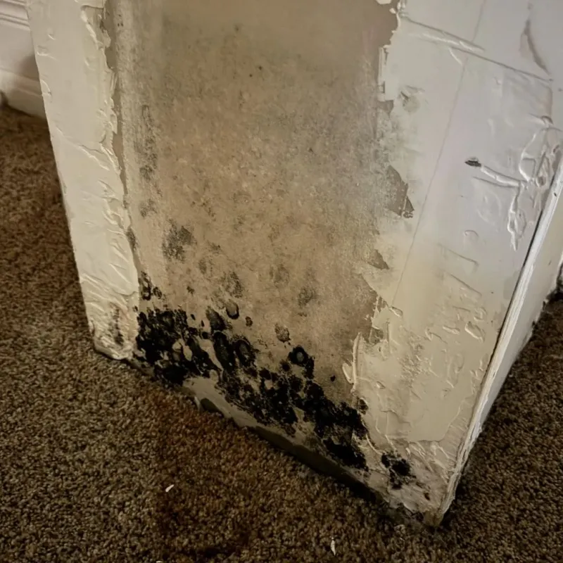 Professional Mold Removal in Dierks, AR